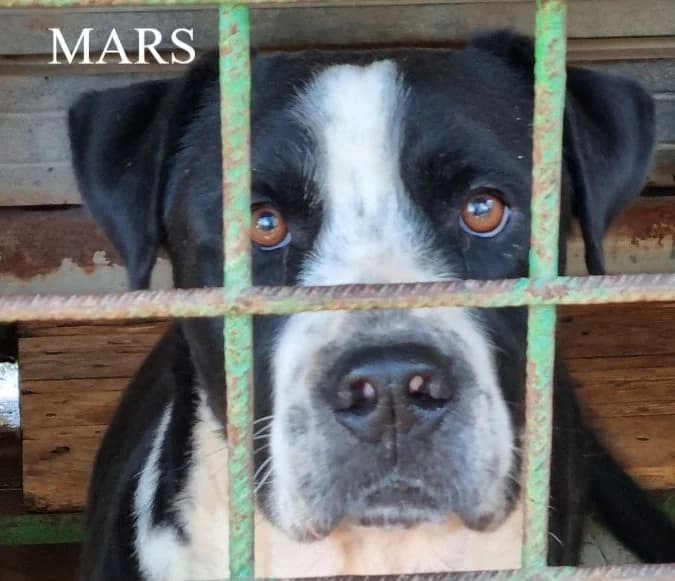MARS, Mixed Breed for adoption at ACL ODV Roma
