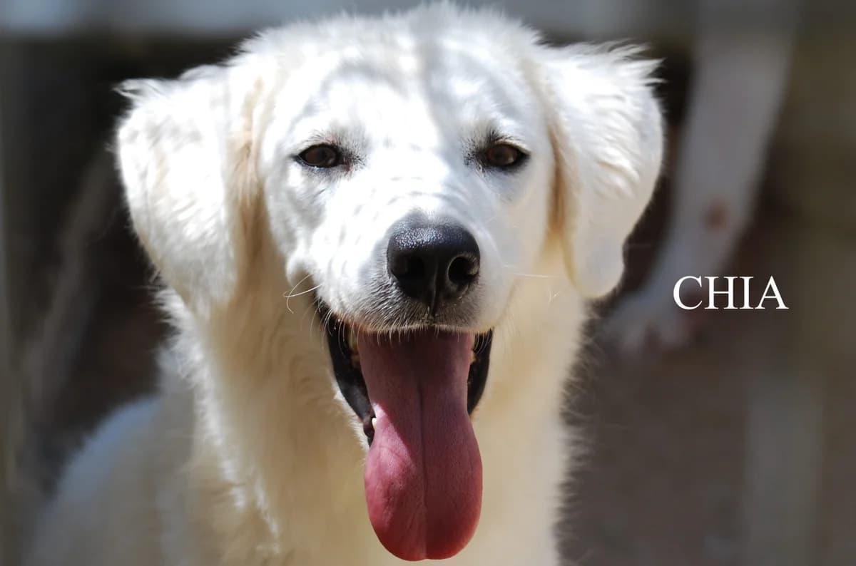 CHIA, Mixed Breed for adoption at ACL ODV Roma