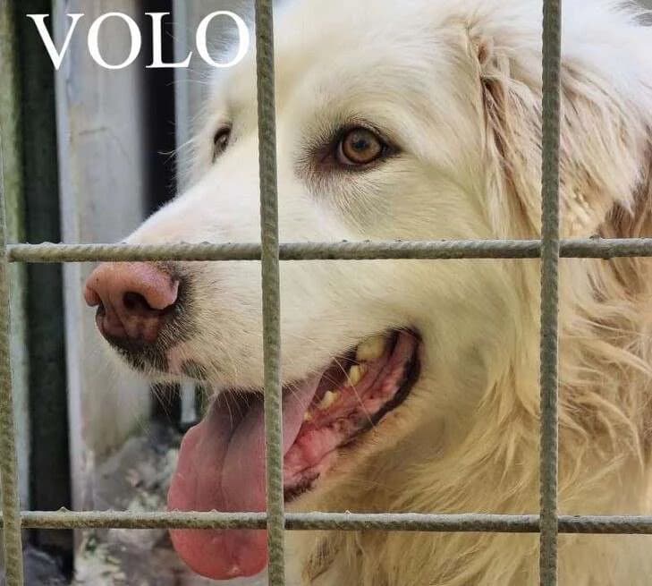 VOLO, Mixed Breed for adoption at ACL ODV Roma
