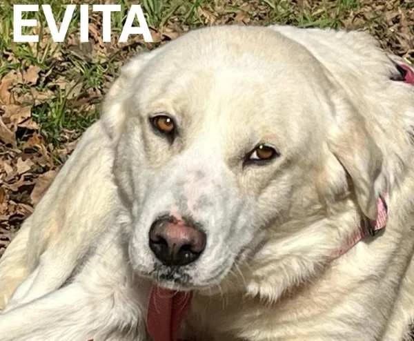 EVITA, Mixed Breed for adoption at ACL ODV Roma