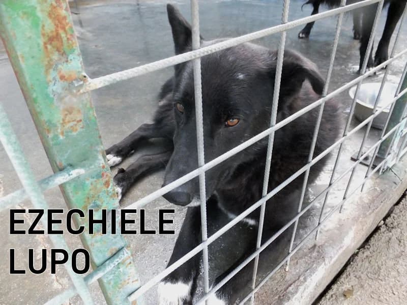 EZECHIELE LUPO, Mixed Breed for adoption at ACL ODV Roma