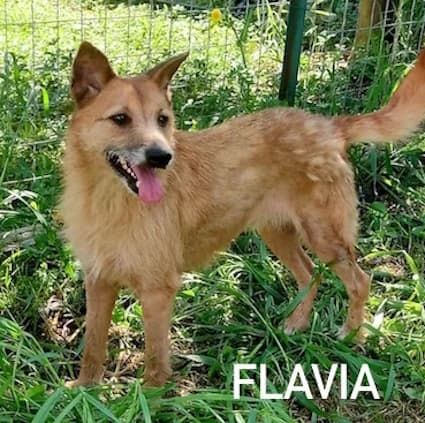 FLAVIA, Mixed Breed for adoption at ACL ODV Roma