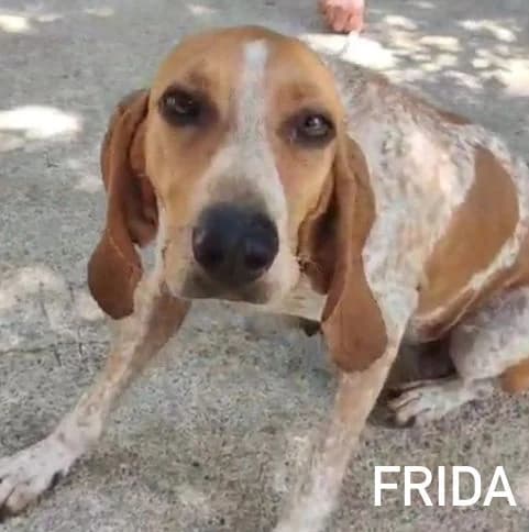 FRIDA, Mixed Breed for adoption at ACL ODV Roma