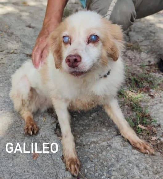 GALILEO, Mixed Breed for adoption at ACL ODV Roma