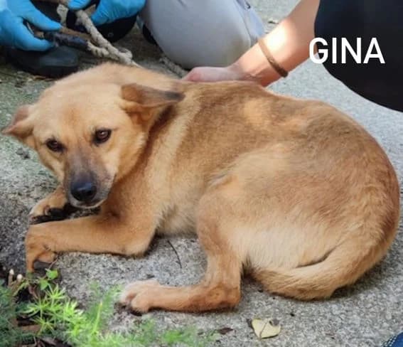 GINA, Mixed Breed for adoption at ACL ODV Roma