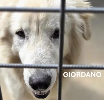 GIORDANO, Mixed Breed for adoption at ACL ODV Roma