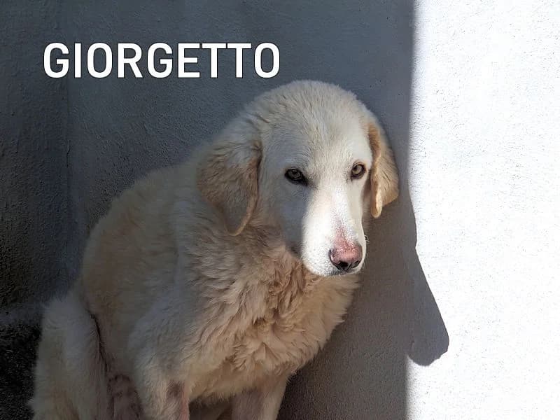 GIORGETTO, Mixed Breed for adoption at ACL ODV Roma