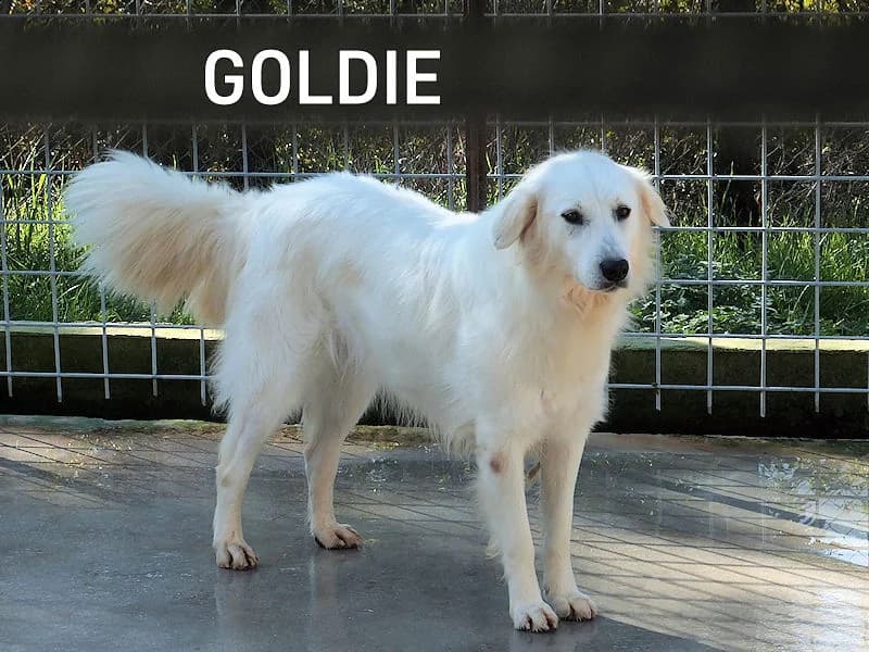 GOLDIE, Mixed Breed for adoption at ACL ODV Roma