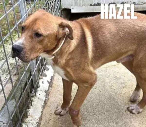HAZEL, Mixed Breed for adoption at ACL ODV Roma