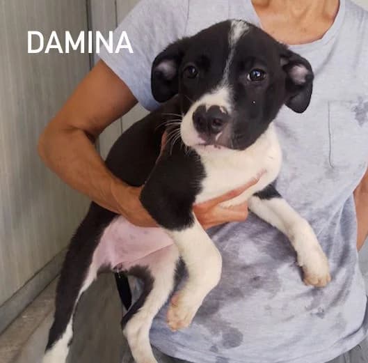 BLACK DAMINA, Mixed Breed for adoption at ACL ODV Roma