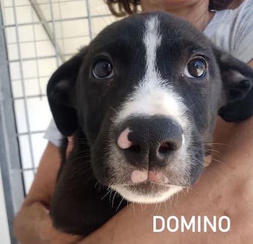 BLACK DOMINO, Mixed Breed for adoption at ACL ODV Roma