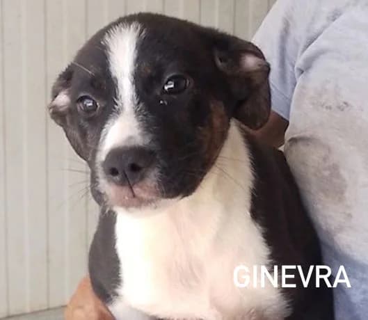 BLACK GINEVRA, Mixed Breed for adoption at ACL ODV Roma