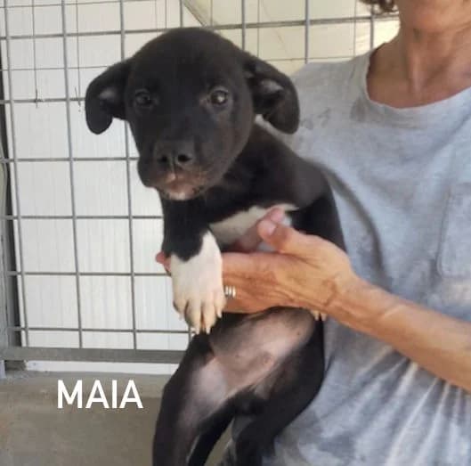 BLACK MAIA, Mixed Breed for adoption at ACL ODV Roma