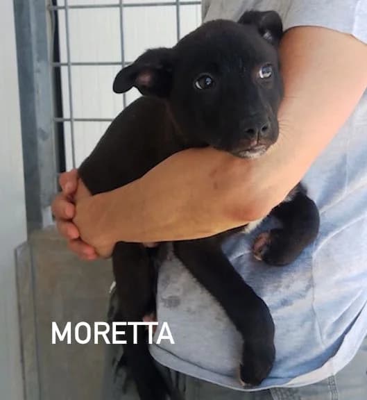 BLACK MORETTA, Mixed Breed for adoption at ACL ODV Roma