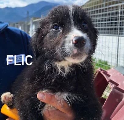 FLIC, Mixed Breed for adoption at ACL ODV Roma