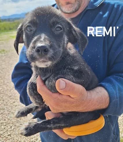 I, Mixed Breed for adoption at ACL ODV Roma