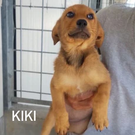 KIKI, Mixed Breed for adoption at ACL ODV Roma
