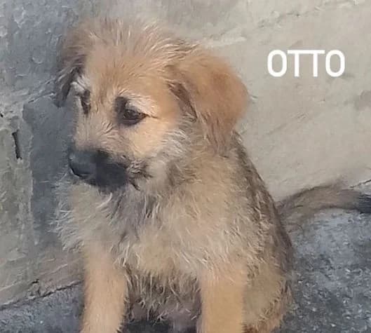 FANTASIA OTTO, Mixed Breed for adoption at ACL ODV Roma