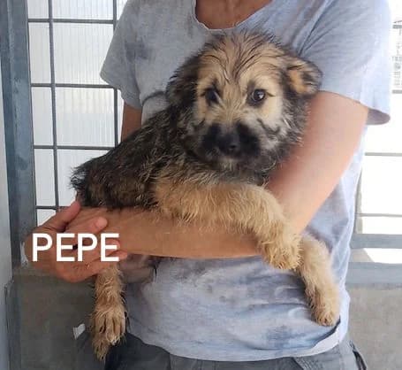 PEPE, Mixed Breed for adoption at ACL ODV Roma