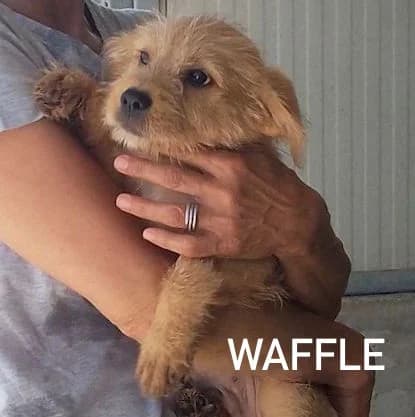 WAFFLE, Mixed Breed for adoption at ACL ODV Roma
