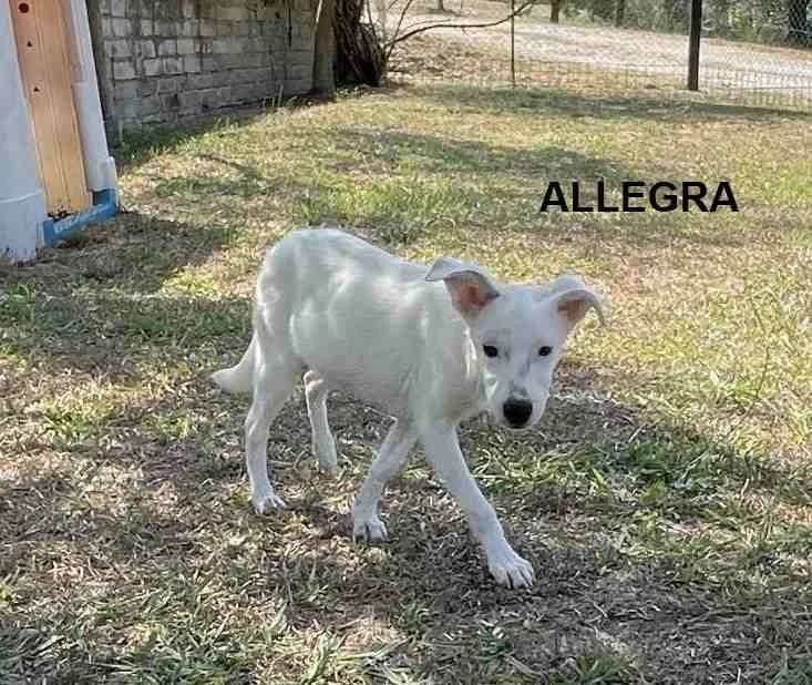 ALLEGRA, Mixed Breed for adoption at ACL ODV Roma