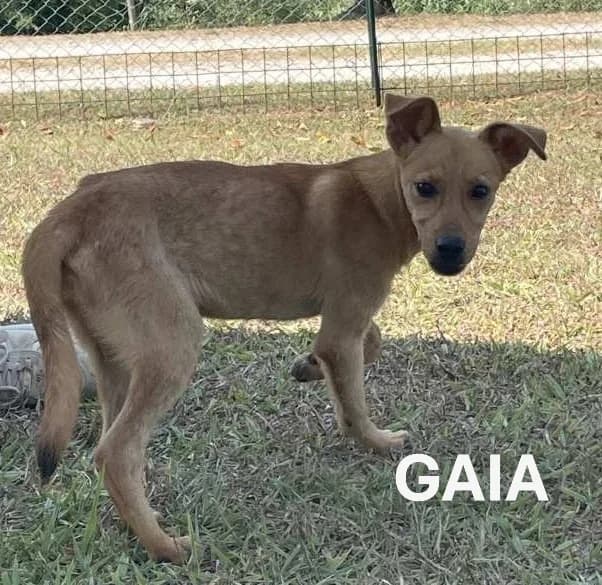 GAIA, Mixed Breed for adoption at ACL ODV Roma