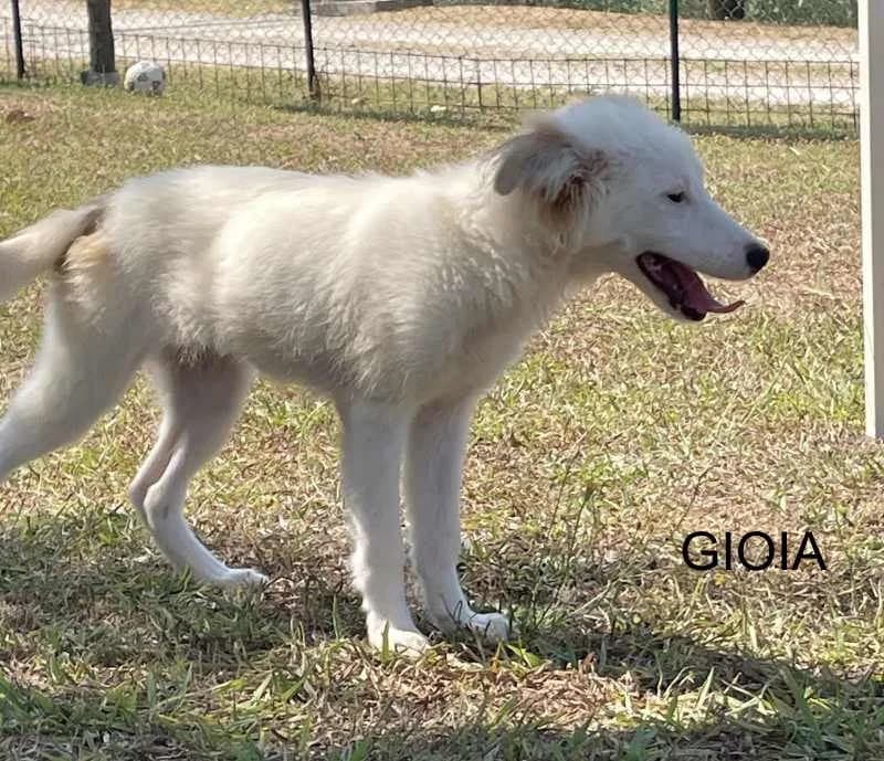 GIOIA, Mixed Breed for adoption at ACL ODV Roma