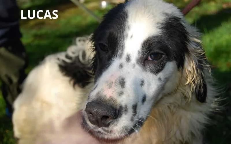 LUCAS, Mixed Breed for adoption at ACL ODV Roma