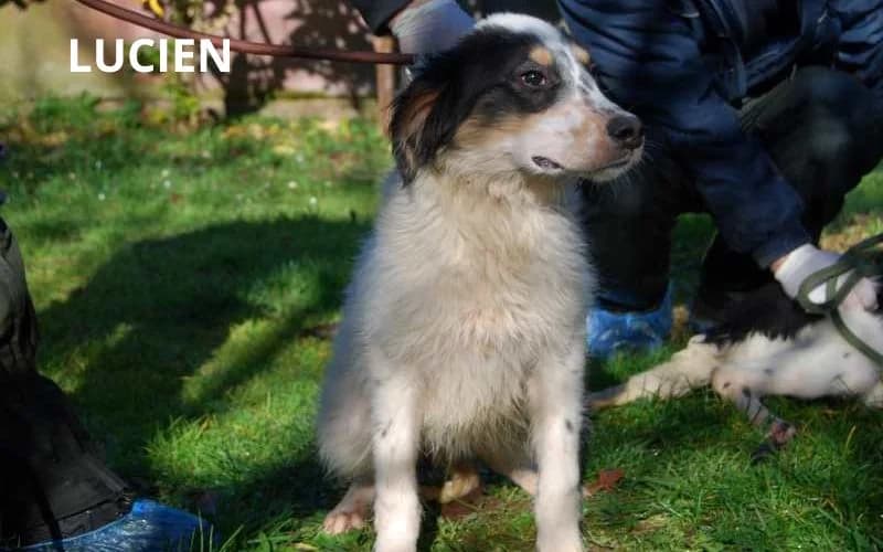 LUCIEN, Mixed Breed for adoption at ACL ODV Roma