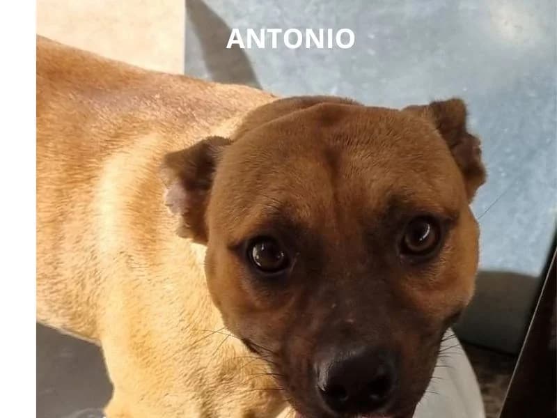 ANTONIO, Mixed Breed for adoption at ACL ODV Roma