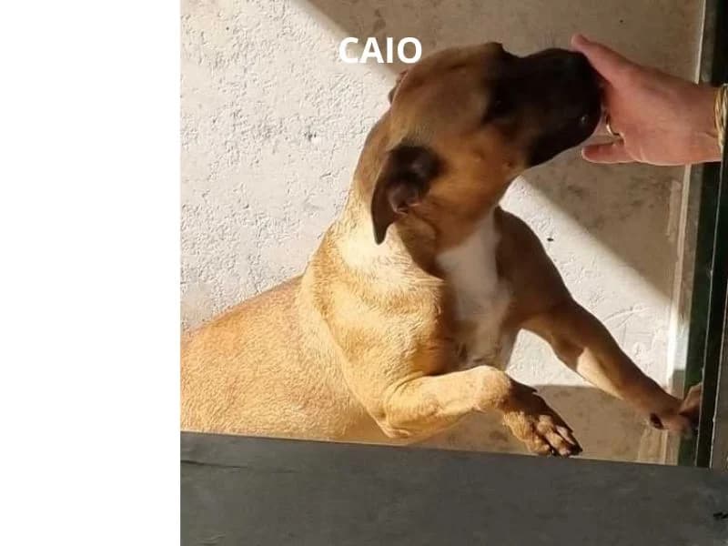 CAIO, Mixed Breed for adoption at ACL ODV Roma