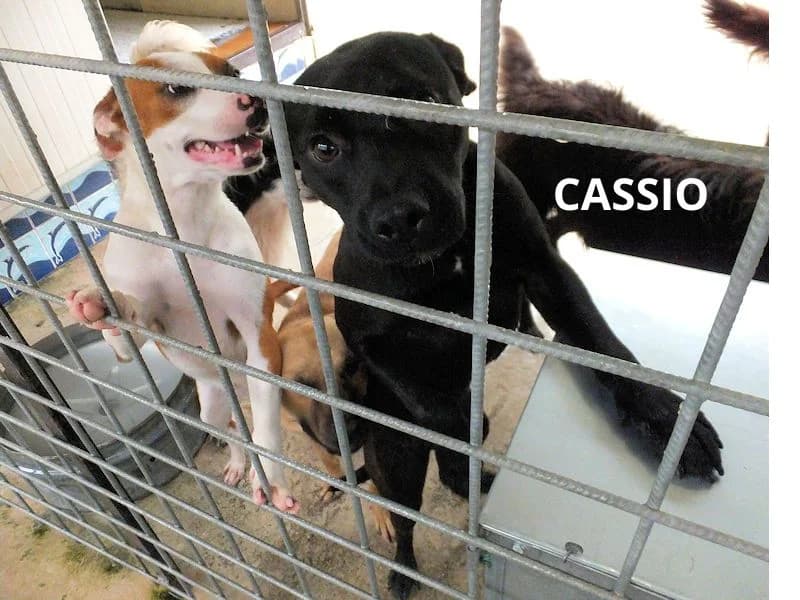 CASSIO, Mixed Breed for adoption at ACL ODV Roma