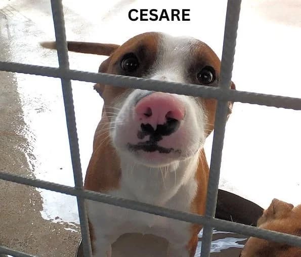 CESARE, Mixed Breed for adoption at ACL ODV Roma