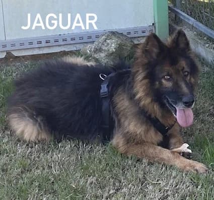 JAGUAR, Mixed Breed for adoption at ACL ODV Roma