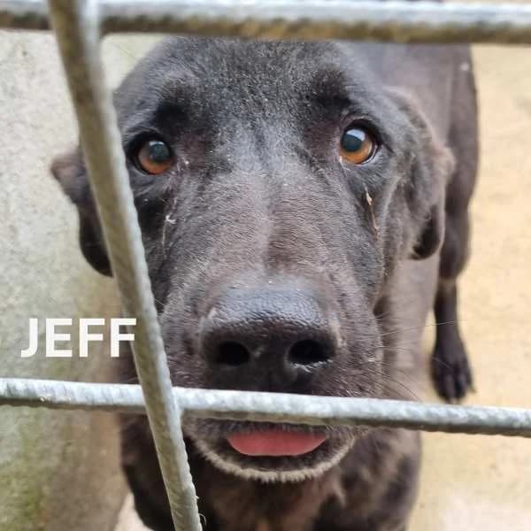 JEFF, Mixed Breed for adoption at ACL ODV Roma