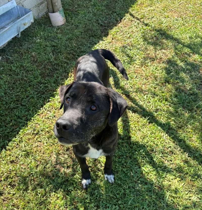 JERONIMO, Mixed Breed for adoption at ACL ODV Roma