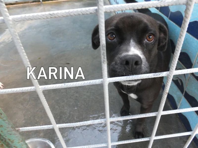 KARINA, Mixed Breed for adoption at ACL ODV Roma