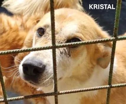 KRISTAL, Mixed Breed for adoption at ACL ODV Roma