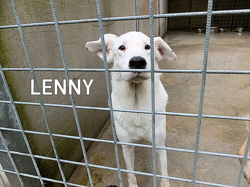 LENNY, Mixed Breed for adoption at ACL ODV Roma