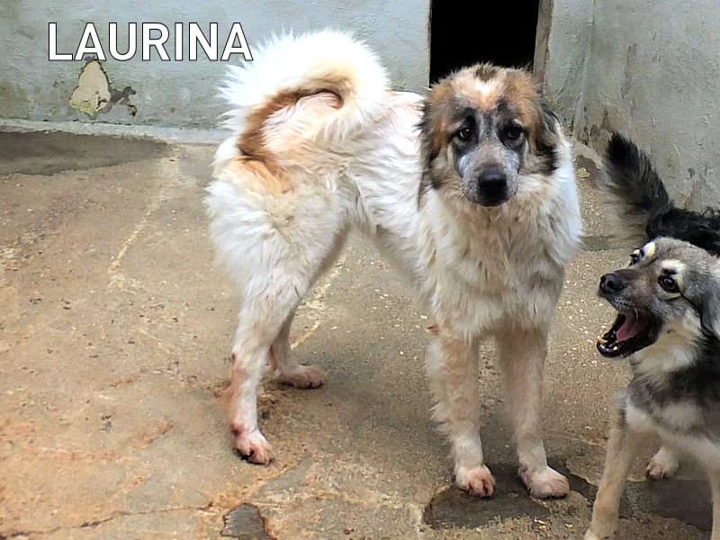 LAURINA, Mixed Breed for adoption at ACL ODV Roma