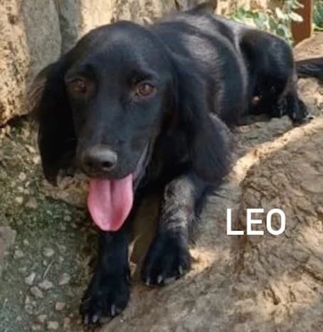 LEO, Mixed Breed for adoption at ACL ODV Roma