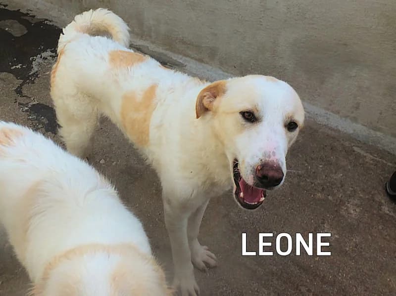 LEONE, Mixed Breed for adoption at ACL ODV Roma