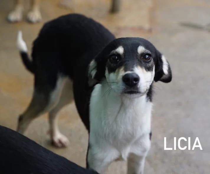 LICIA, Mixed Breed for adoption at ACL ODV Roma