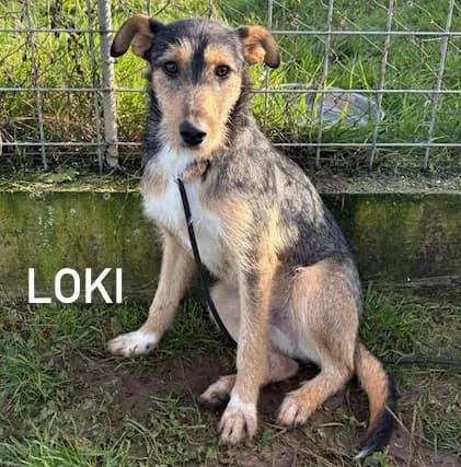 LOKI, Mixed Breed for adoption at ACL ODV Roma