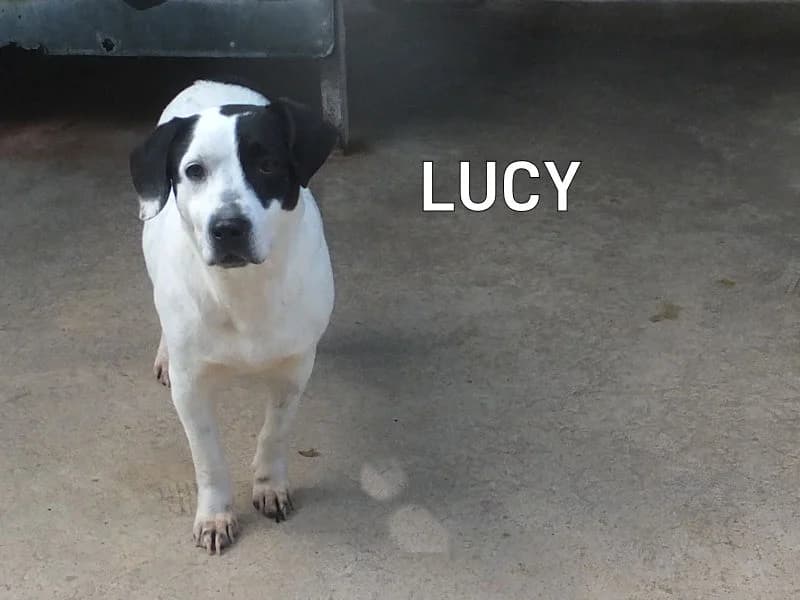 LUCY, Mixed Breed for adoption at ACL ODV Roma