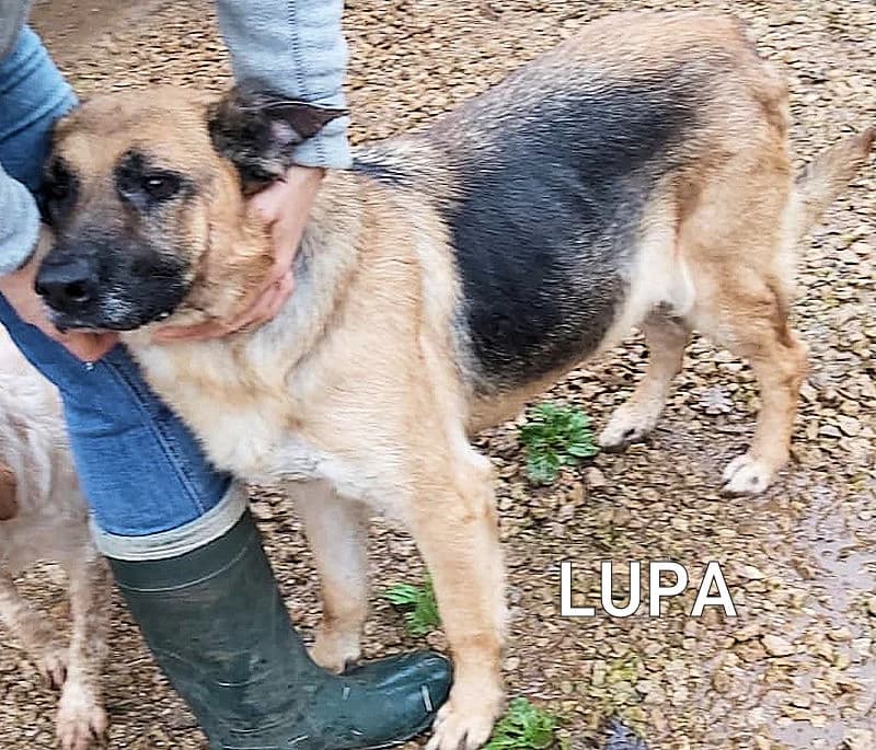 LUPA, Mixed Breed for adoption at ACL ODV Roma