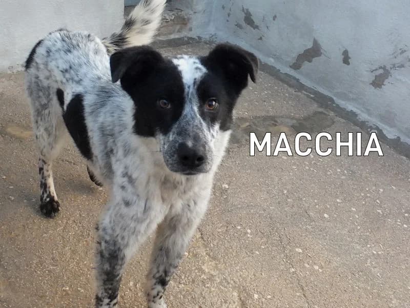 MACCHIA, Mixed Breed for adoption at ACL ODV Roma
