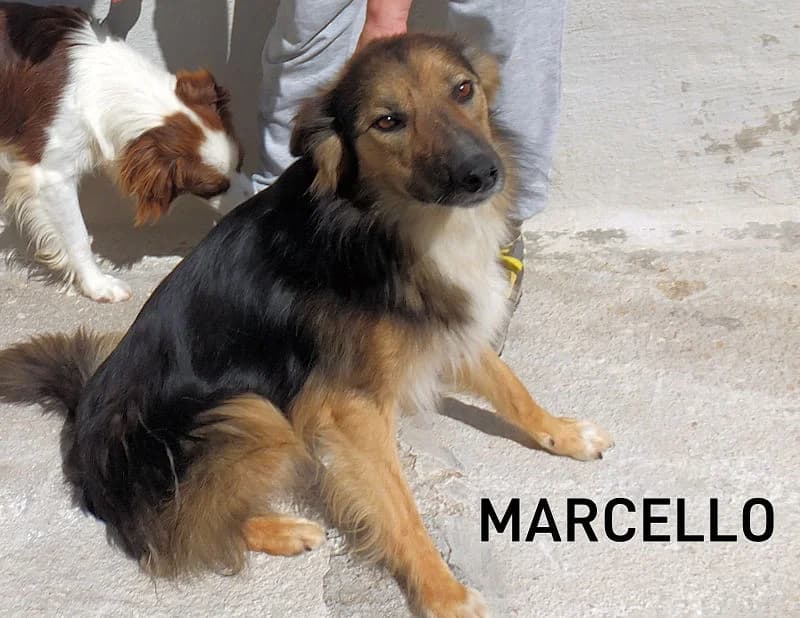 MARCELLO, Mixed Breed for adoption at ACL ODV Roma