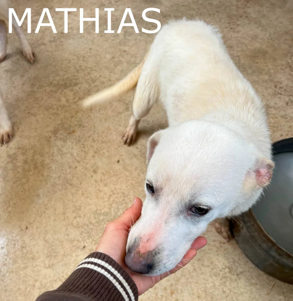 MATHIAS, Mixed Breed for adoption at ACL ODV Roma