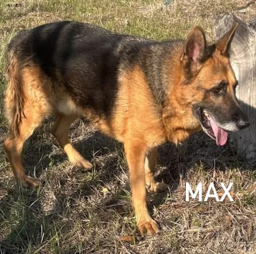 MAX, Mixed Breed for adoption at ACL ODV Roma